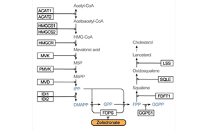 Nature：利用CRISPR，終于弄清楚了一種獨特的免疫細胞是如何識別并摧毀腫瘤的