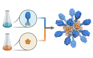 支持重組蛋白疫苗研發(fā)、生產(chǎn)的試劑解決方案