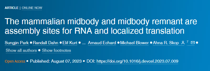 哺乳動(dòng)物的中間體和中間體殘余是RNA和定位翻譯的組裝位點(diǎn)
