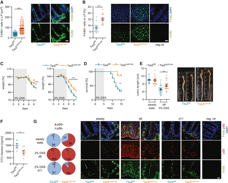 巨噬細(xì)胞中Tsc2的缺失可預(yù)防DSS誘導(dǎo)的結(jié)腸炎