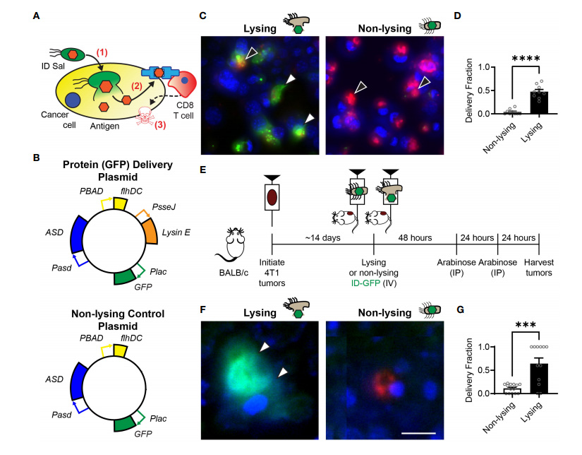 細(xì)胞內(nèi)遞送（ID）沙門氏菌將抗原沉積到腫瘤細(xì)胞中