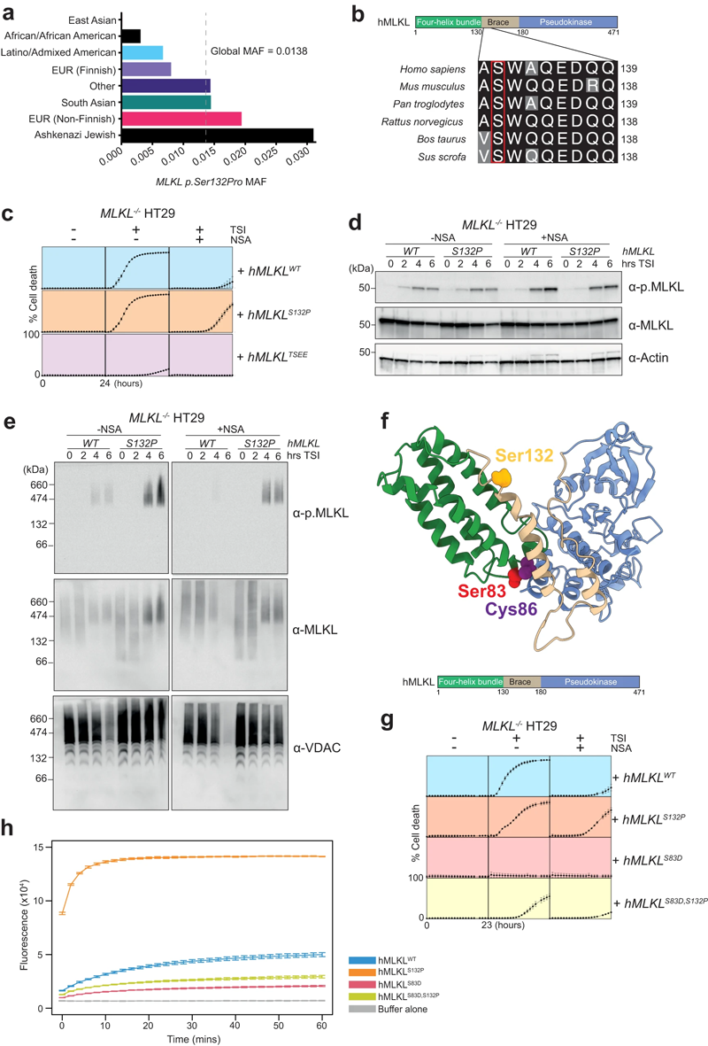 MLKL S132P在神經(jīng)磺酰胺或Ser83抑制存在的情況下執(zhí)行細胞凋亡 MLKL S132P在神經(jīng)磺酰胺或Ser83抑制存在的情況下執(zhí)行細胞凋亡