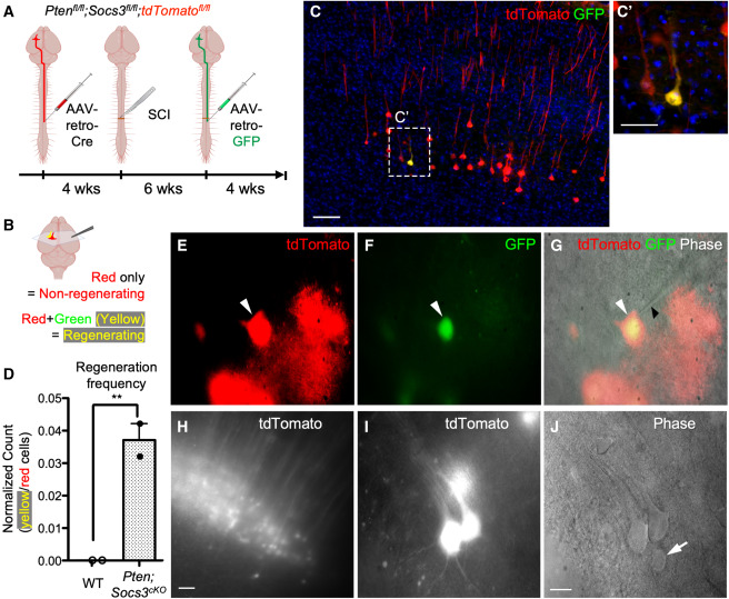 MLKL S132P在神經(jīng)磺酰胺或Ser83抑制存在的情況下執(zhí)行細胞凋亡
