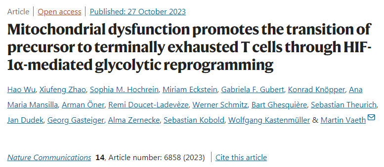 線粒體功能障礙通過HIF-1α介導(dǎo)的糖酵解重編程促進(jìn)前體向最終衰竭的T細(xì)胞的轉(zhuǎn)變 線粒體功能障礙通過HIF-1α介導(dǎo)的糖酵解重編程促進(jìn)前體向最終衰竭的T細(xì)胞的轉(zhuǎn)變