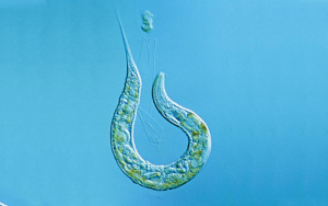 Nature揭示：“排毒”真的很重要！有的蟲全面開啟“排毒模式”后，生生延壽21%