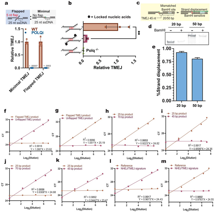 TMEJ的基本機(jī)制和驗(yàn)證 TMEJ的基本機(jī)制和驗(yàn)證
