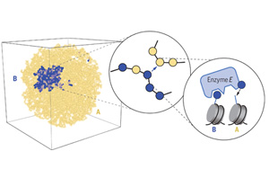 Science解答謎題：細(xì)胞分裂時如何保持細(xì)胞身份