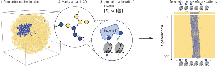 我們的染色質(zhì)及其在細(xì)胞周期中的動(dòng)力學(xué)模型揭示了穩(wěn)定表觀遺傳記憶的三個(gè)關(guān)鍵要素 我們的染色質(zhì)及其在細(xì)胞周期中的動(dòng)力學(xué)模型揭示了穩(wěn)定表觀遺傳記憶的三個(gè)關(guān)鍵要素