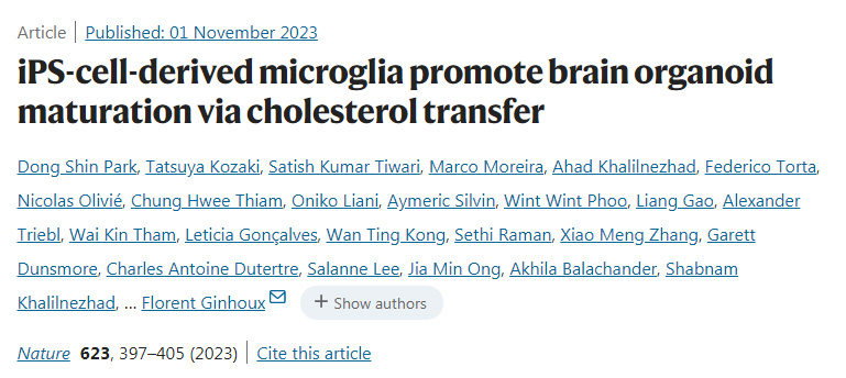 ips細胞衍生的小膠質(zhì)細胞通過膽固醇轉(zhuǎn)移促進腦類器官成熟