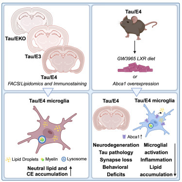 載脂蛋白E(APOE)是晚發(fā)性阿爾茨海默病的一個(gè)強(qiáng)的遺傳風(fēng)險(xiǎn)因素 載脂蛋白E(APOE)是晚發(fā)性阿爾茨海默病的一個(gè)強(qiáng)的遺傳風(fēng)險(xiǎn)因素