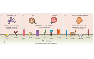 Nature子刊：免排斥！科學(xué)家創(chuàng)造了“隱形”供體細(xì)胞和組織移植物