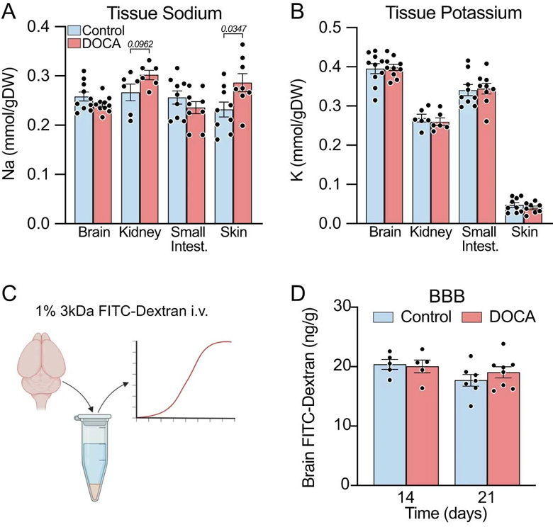 由脫氧皮質酮（DOCA)鹽引發(fā)高血壓21天時的生理參數(shù)