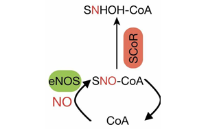 Cell找到了糖尿病的新病因！這種酶能阻止體內(nèi)產(chǎn)生胰島素
