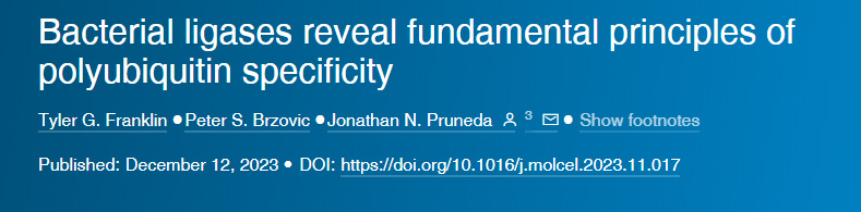 細(xì)菌連接酶揭示了多泛素特異性的基本原理