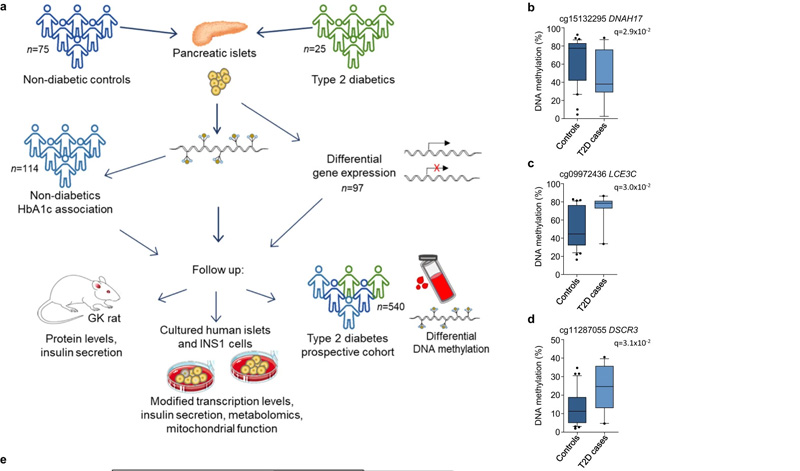 DNA甲基化在胰島二型糖尿病例對(duì)照和糖化血紅蛋白對(duì)照的差異