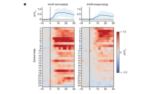 Nature：神經(jīng)元之間的信息傳遞模型被顛覆了