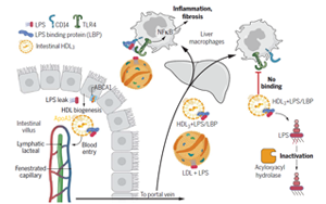 打破固有認知！Science揭秘腸道運行新機制：合成膽固醇中的“好學生”，或為肝臟疾病治療帶來新靶點