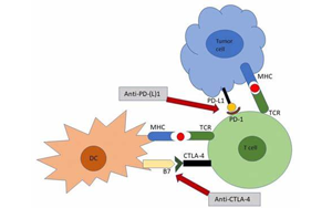 Science重要發(fā)現(xiàn)：為什么癌癥免疫療法會導致胃腸道問題