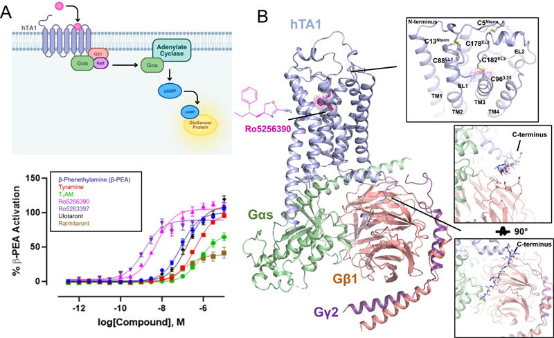 hTA1-Gs復(fù)合物的藥理學(xué)和結(jié)構(gòu)特征