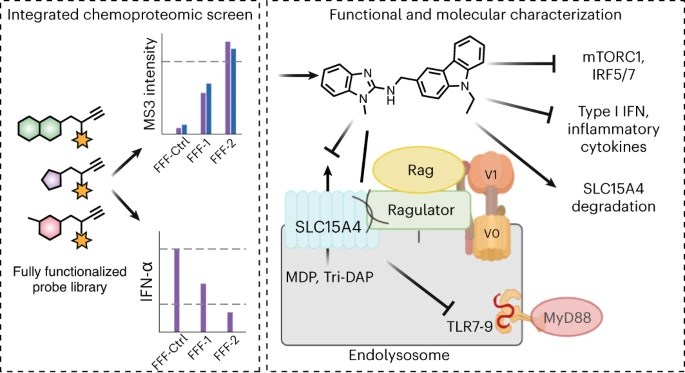 SLC15A4是一種與自身炎癥和自身免疫相關(guān)的內(nèi)溶酶體駐留轉(zhuǎn)運蛋白