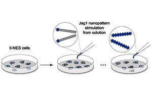 Nature子刊意外發(fā)現(xiàn)：一種重要的細胞受體如何以一種以前未知的方式被激活