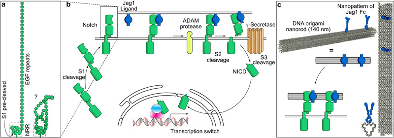 Notch通路和實(shí)驗(yàn)原理示意圖 Notch通路和實(shí)驗(yàn)原理示意圖
