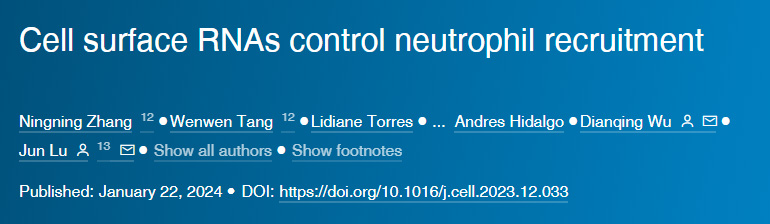 SARS-CoV-2感染導(dǎo)致多巴胺神經(jīng)元衰老