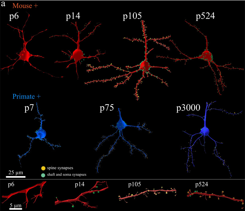 靈長(zhǎng)類動(dòng)物和小鼠皮層興奮性突觸的等時(shí)發(fā)育