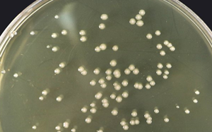 熱辣推薦|胰蛋白胨&酵母粉-培養(yǎng)基專用原料