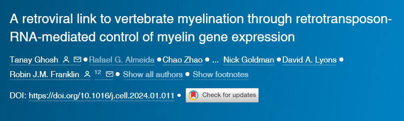 逆轉(zhuǎn)錄病毒通過逆轉(zhuǎn)錄轉(zhuǎn)座子RNA介導(dǎo)的髓鞘基因表達(dá)控制與脊椎動(dòng)物髓鞘形成的聯(lián)系 逆轉(zhuǎn)錄病毒通過逆轉(zhuǎn)錄轉(zhuǎn)座子RNA介導(dǎo)的髓鞘基因表達(dá)控制與脊椎動(dòng)物髓鞘形成的聯(lián)系