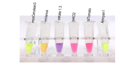 自然光下彩色的純化蛋白