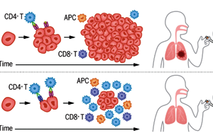 Science：免疫系統(tǒng)的遺傳變異參與了肺癌的免疫監(jiān)視