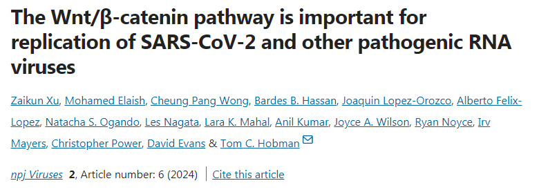 Wnt/β-連環(huán)蛋白通路對SARS-CoV-2和其它致病性RNA病毒的復(fù)制很重要