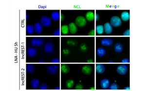 一種有助于防止DNA復(fù)制錯誤的RNA分子