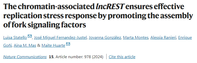 染色質(zhì)相關(guān)的lncREST通過(guò)促進(jìn)分叉信號(hào)因子的組裝來(lái)確保有效的復(fù)制應(yīng)激反應(yīng)