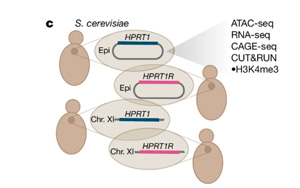Nature：合成DNA揭示了不同進(jìn)化階段活細(xì)胞之間的神秘差異