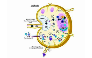 接種疫苗反應(yīng)低為何與睡眠時間短相關(guān)？研究揭示睡眠刺激免疫系統(tǒng)的分子機(jī)制