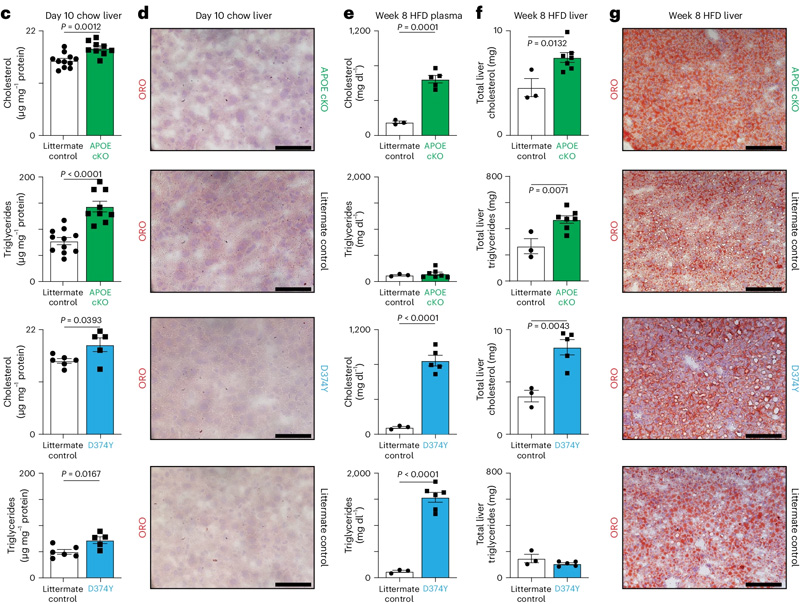 誘導(dǎo)型APOB脂蛋白血脂異常小鼠模型的建立 誘導(dǎo)型APOB脂蛋白血脂異常小鼠模型的建立