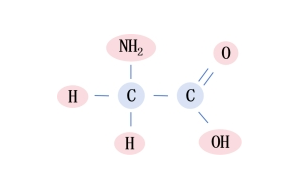 甘氨酸-小身體，有大能量