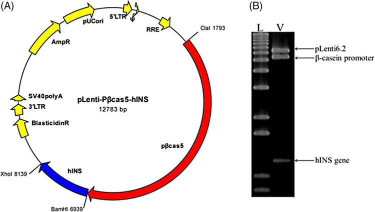 構(gòu)建用于乳腺特異性人胰島素表達(dá)和限制性圖譜分析的慢病毒載體示意圖 構(gòu)建用于乳腺特異性人胰島素表達(dá)和限制性圖譜分析的慢病毒載體示意圖