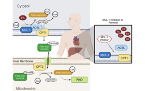Cell子刊：抗凋亡MCL-1在線粒體代謝中的作用