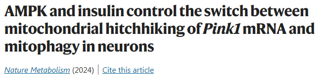 AMPK和胰島素控制神經(jīng)元線粒體連接Pink1 mRNA和線粒體自噬之間的轉(zhuǎn)換 AMPK和胰島素控制神經(jīng)元線粒體連接Pink1 mRNA和線粒體自噬之間的轉(zhuǎn)換