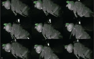 Nature：在果蠅中，一個(gè)腦細(xì)胞可以驅(qū)動(dòng)身體的多種運(yùn)動(dòng)