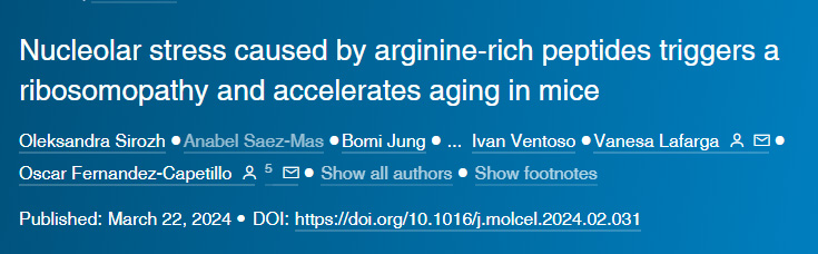 由含較多精氨酸片段的多肽導(dǎo)致的核應(yīng)激會(huì)觸發(fā)小鼠核糖體病變并加速其衰老 由含較多精氨酸片段的多肽導(dǎo)致的核應(yīng)激會(huì)觸發(fā)小鼠核糖體病變并加速其衰老