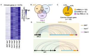 中國科學家聯(lián)合報道：新冠病毒RNA不具備整合進宿主基因組的能力