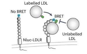 《Nature Microbiology》出血熱病毒如何進(jìn)入人體細(xì)胞？