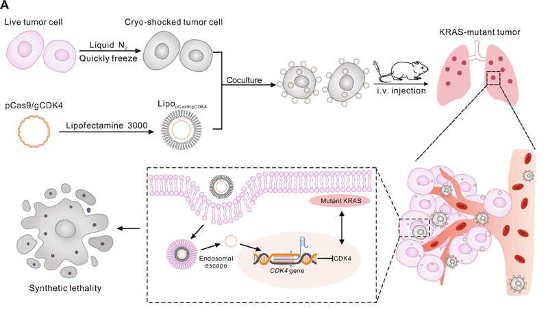 LNT細胞的特性 LNT細胞的特性