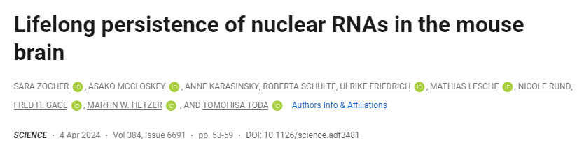 核酸RNA在小鼠大腦中的終身持久性 核酸RNA在小鼠大腦中的終身持久性