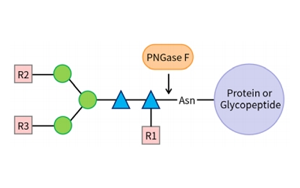 PNGase F——精準N糖分析工具，助力糖生物學研究