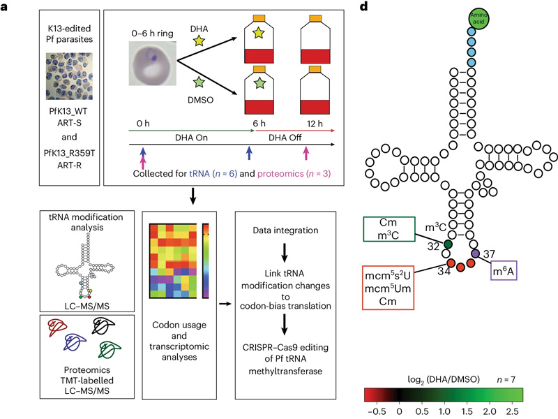 ART-R寄生蟲響應(yīng)ART應(yīng)激而不同地改變其tRNA修飾 ART-R寄生蟲響應(yīng)ART應(yīng)激而不同地改變其tRNA修飾